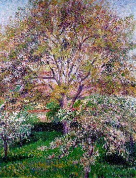 Camille Pissarro Painting - Nogales y manzanos en flor en eragny Camille Pissarro